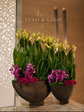 Orchid Duo Luxury Arrangement