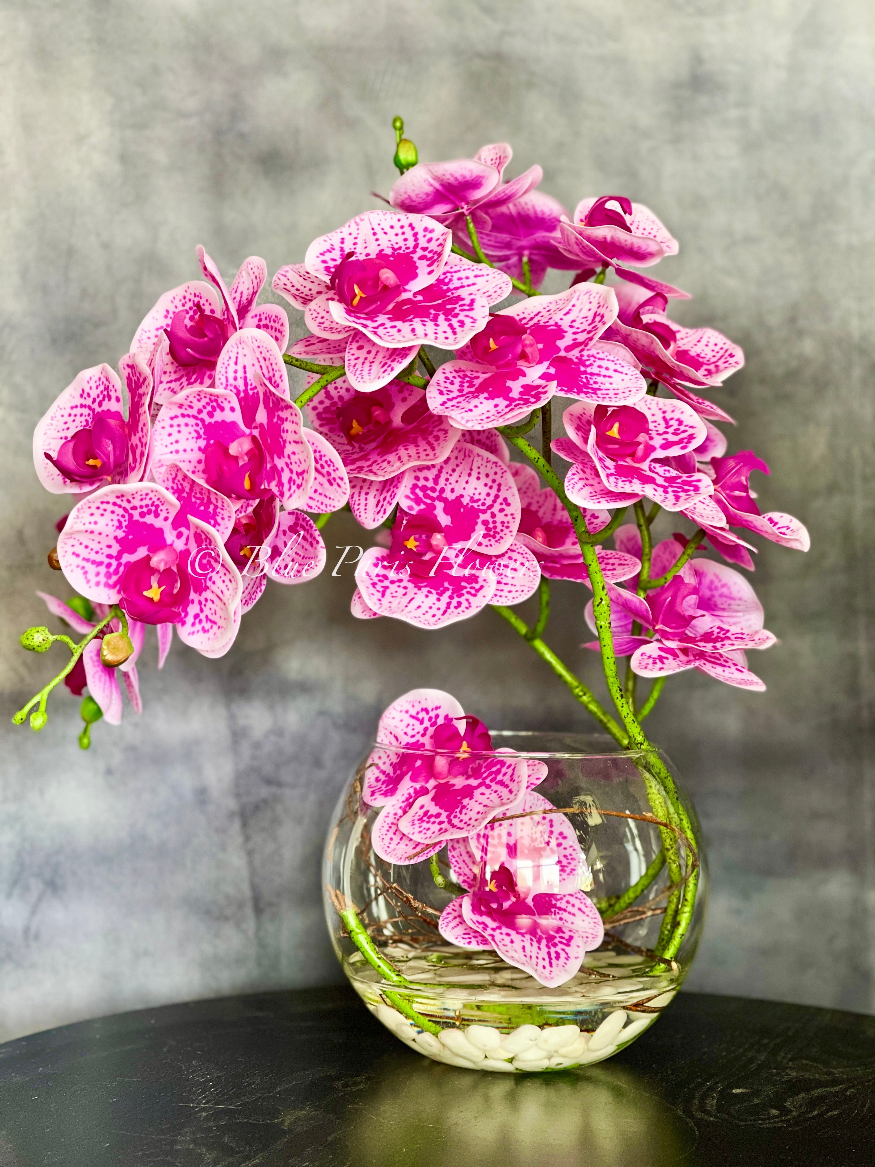 Pink Orchid Dream