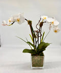 Pure Grace Orchid