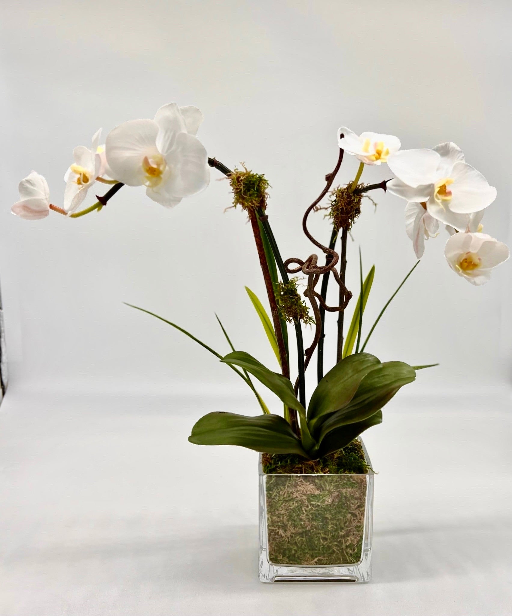 Pure Grace Orchid