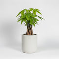 Money Tree