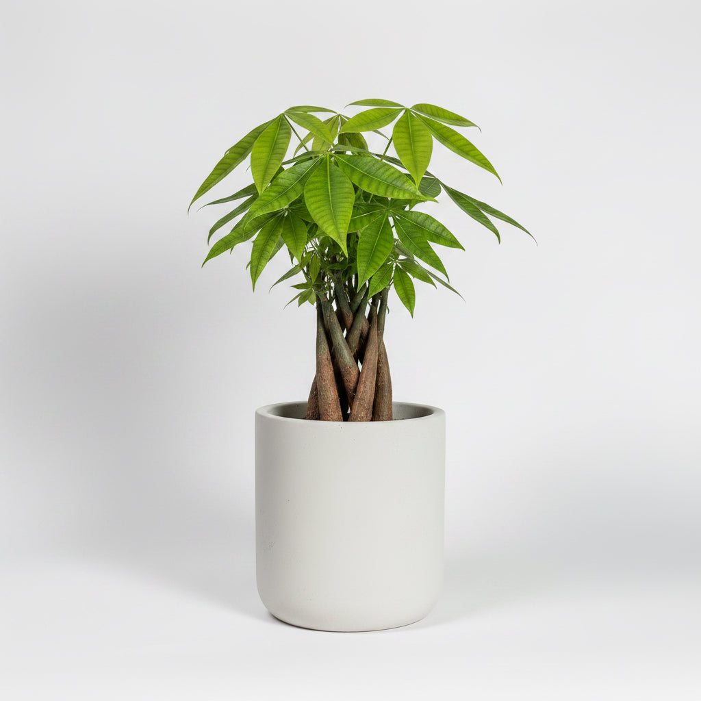 Money Tree