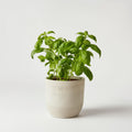 Basil plant