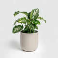 Peace Lily
