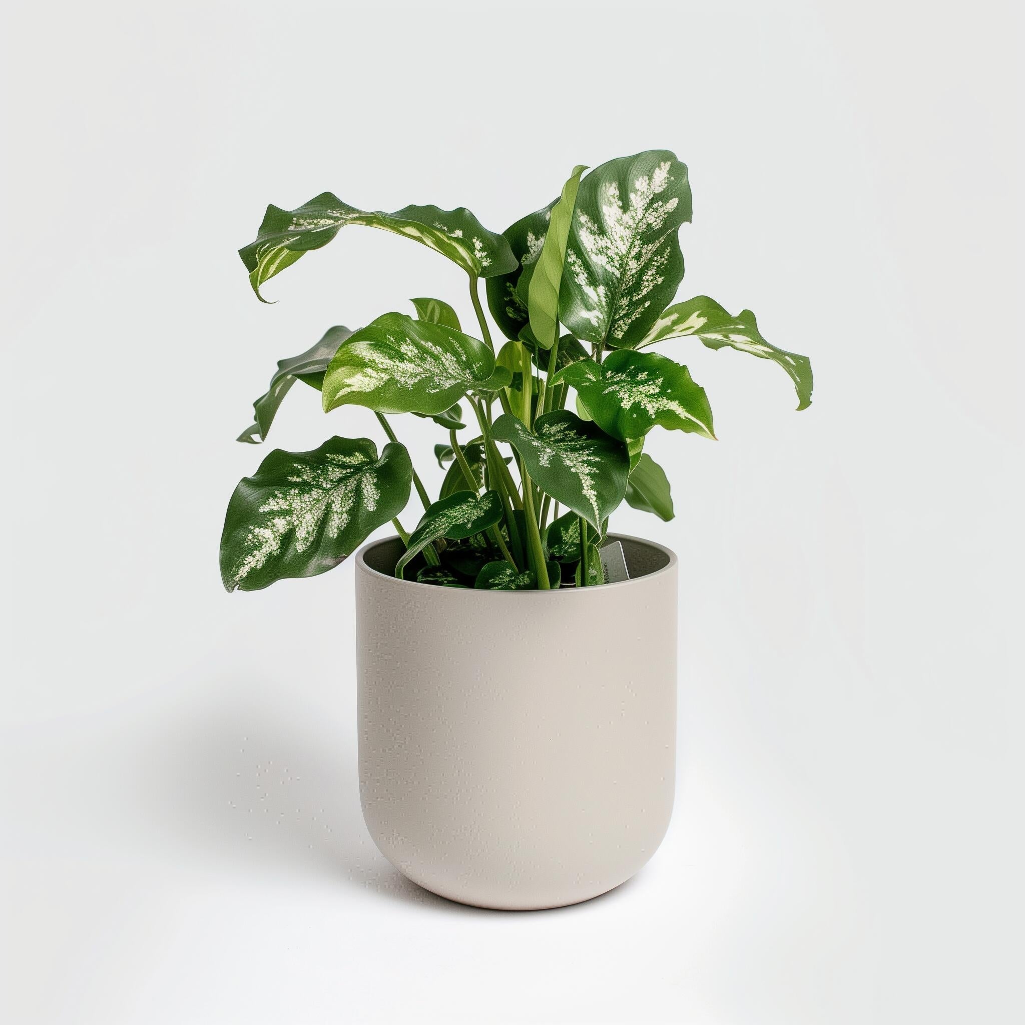 Peace Lily