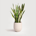 Snake Floor Plant
